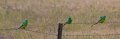 3 grass parrots